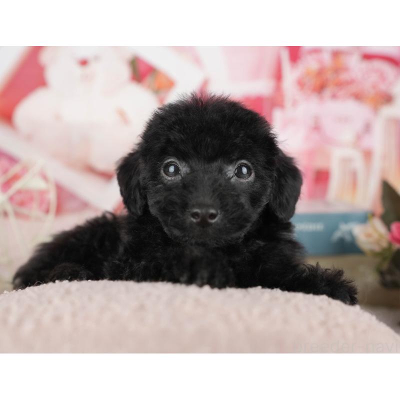 販売中の千葉県のトイプードル-438908の5枚目