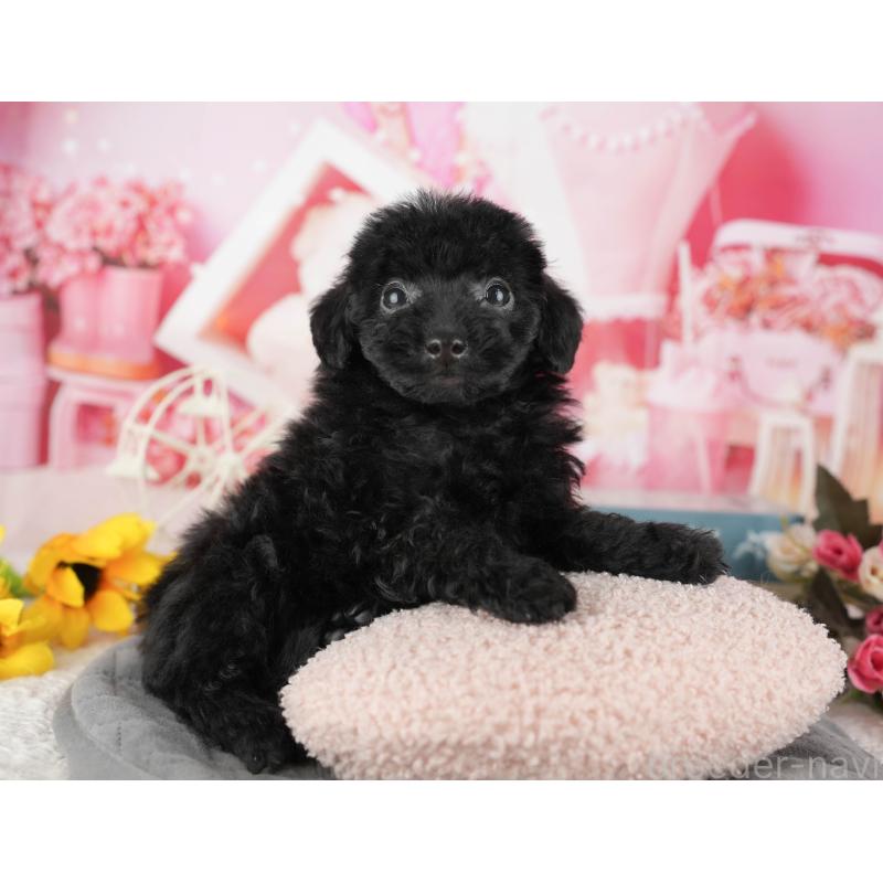 販売中の千葉県のトイプードル-438908の4枚目