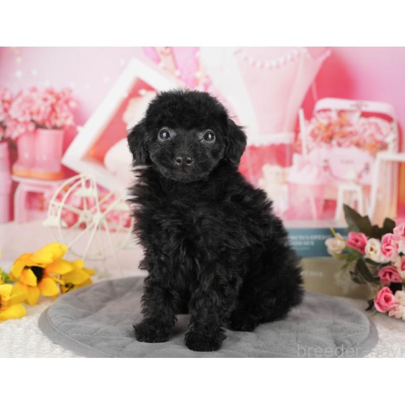 販売中の千葉県のトイプードル-438908の3枚目