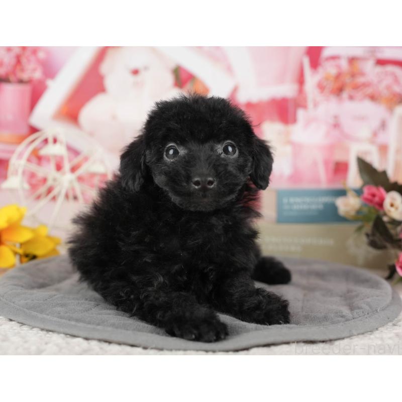 販売中の千葉県のトイプードル-438908の2枚目