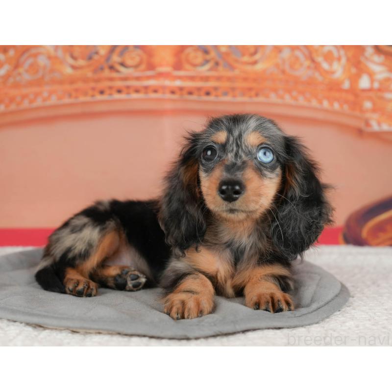 成約済の茨城県のミニチュアダックスフンド(ロングヘアード)-438979の8枚目