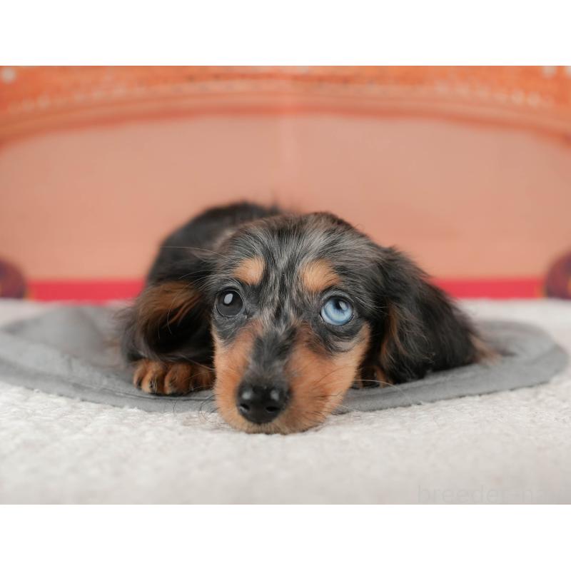 成約済の茨城県のミニチュアダックスフンド(ロングヘアード)-438979の6枚目