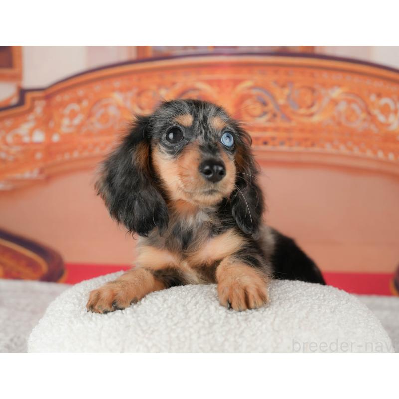 成約済の茨城県のミニチュアダックスフンド(ロングヘアード)-438979の3枚目