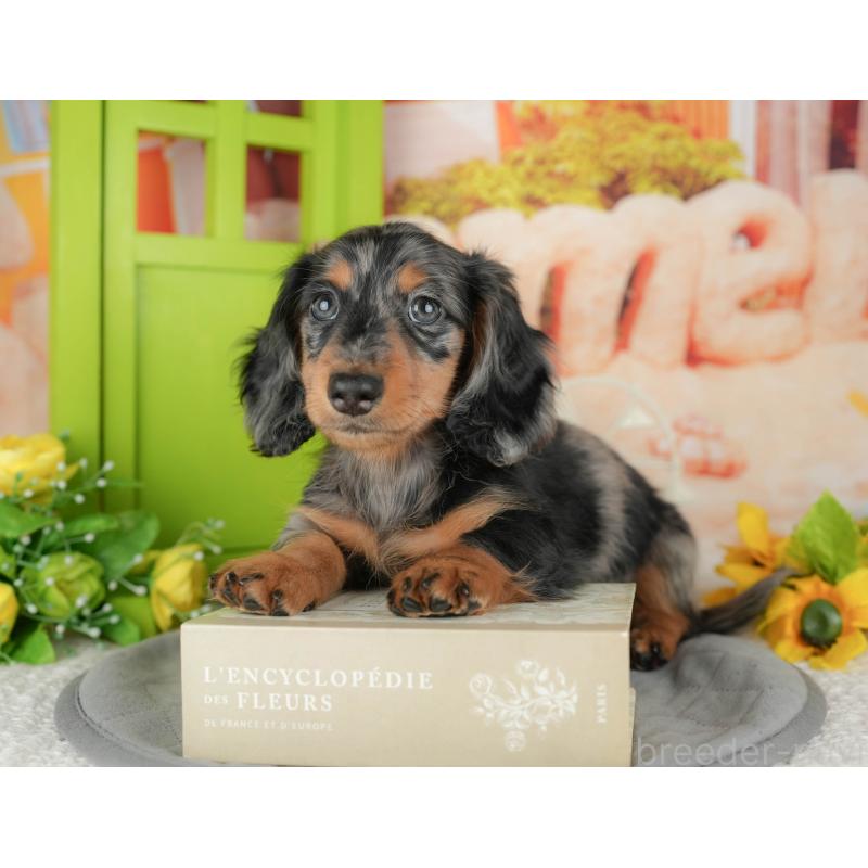 販売中の茨城県のミニチュアダックスフンド(ロングヘアード)-438984の8枚目