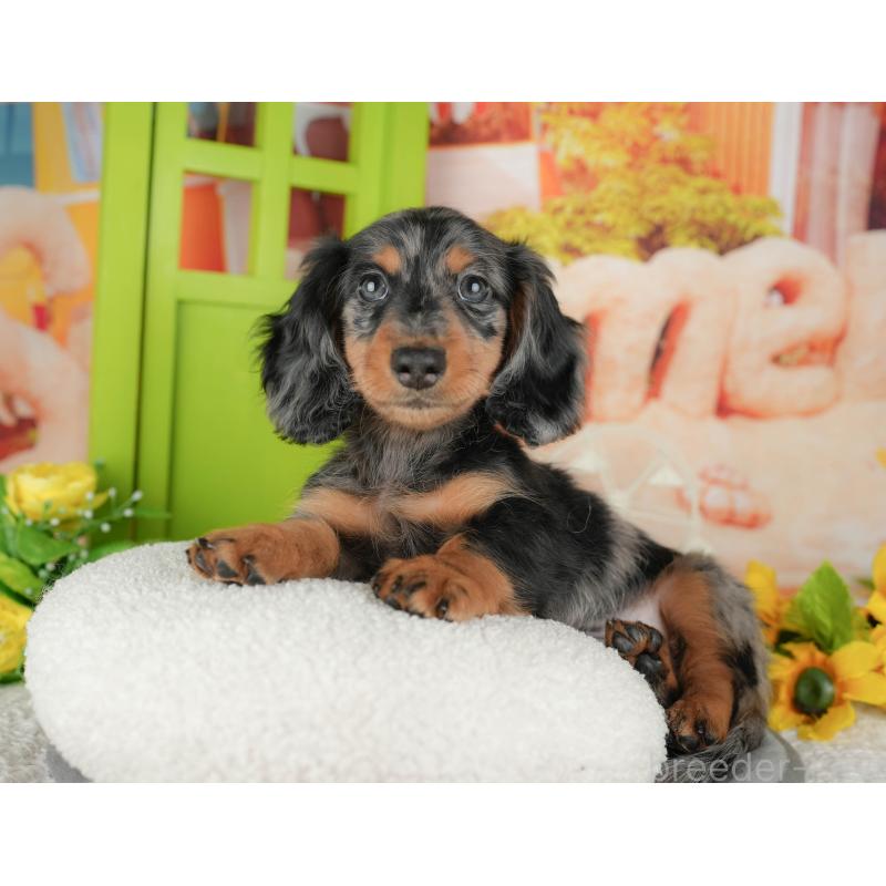 販売中の茨城県のミニチュアダックスフンド(ロングヘアード)-438984の7枚目