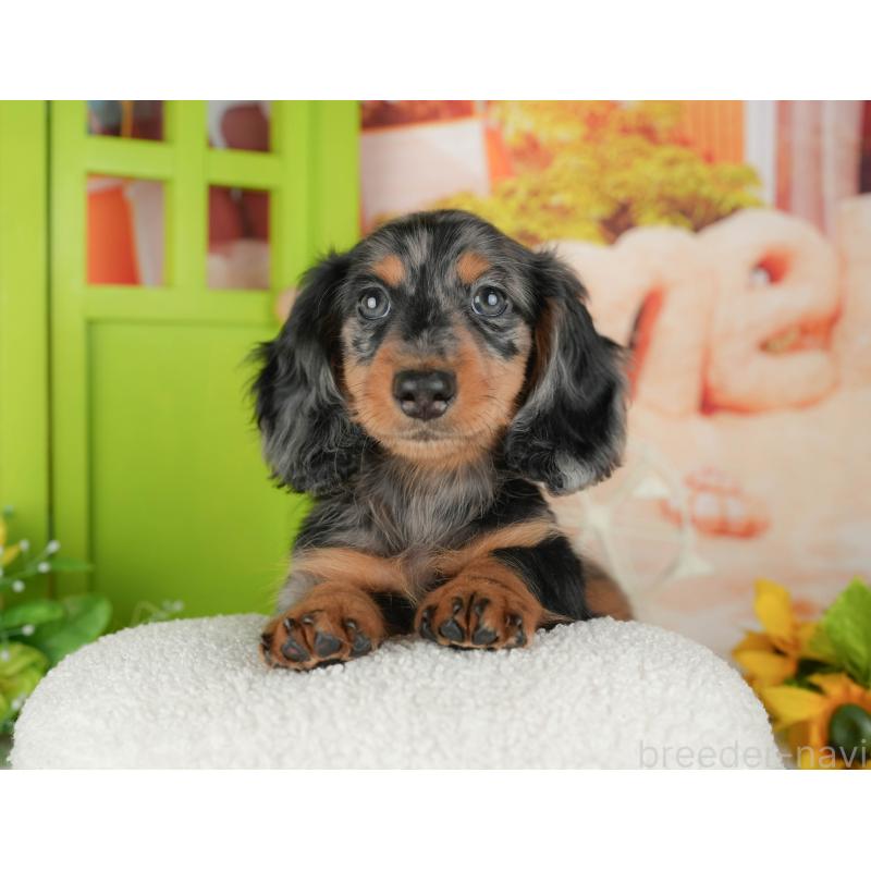 販売中の茨城県のミニチュアダックスフンド(ロングヘアード)-438984の5枚目