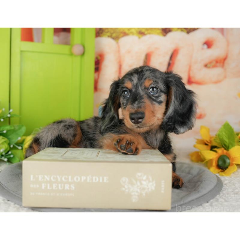 販売中の茨城県のミニチュアダックスフンド(ロングヘアード)-438984の4枚目