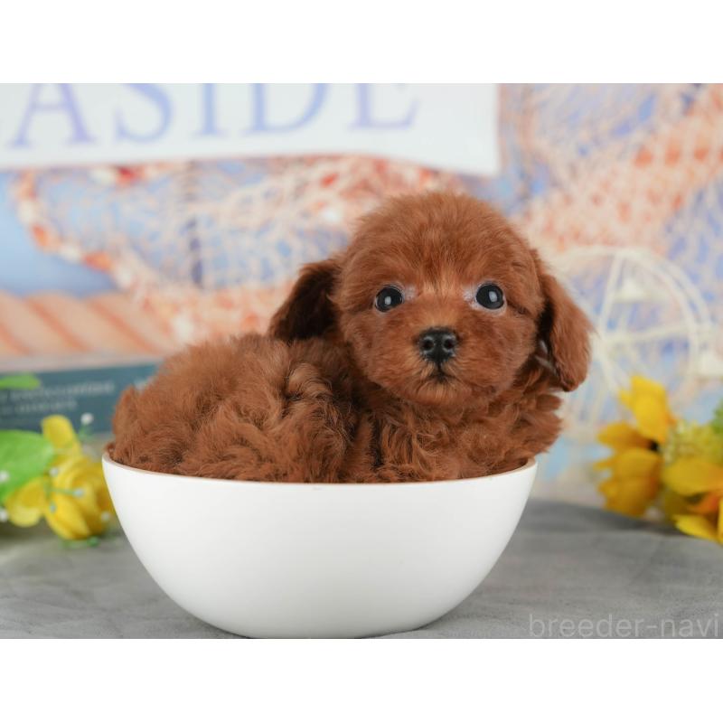 販売中の茨城県のトイプードル-438973の12枚目