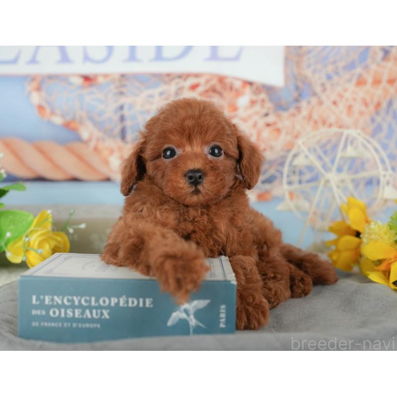 販売中の茨城県のトイプードル-438973の10枚目