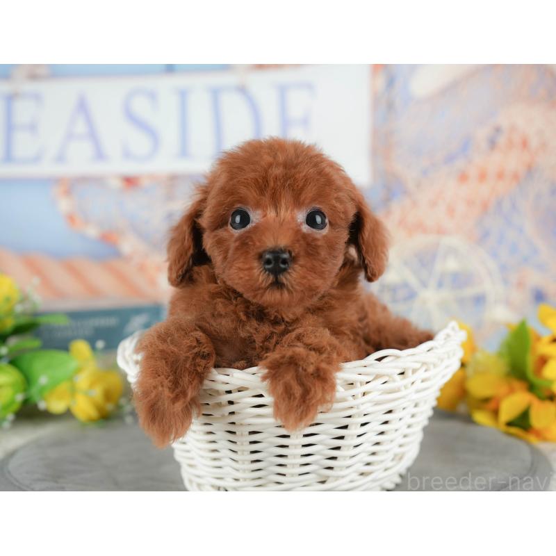 販売中の茨城県のトイプードル-438973の9枚目