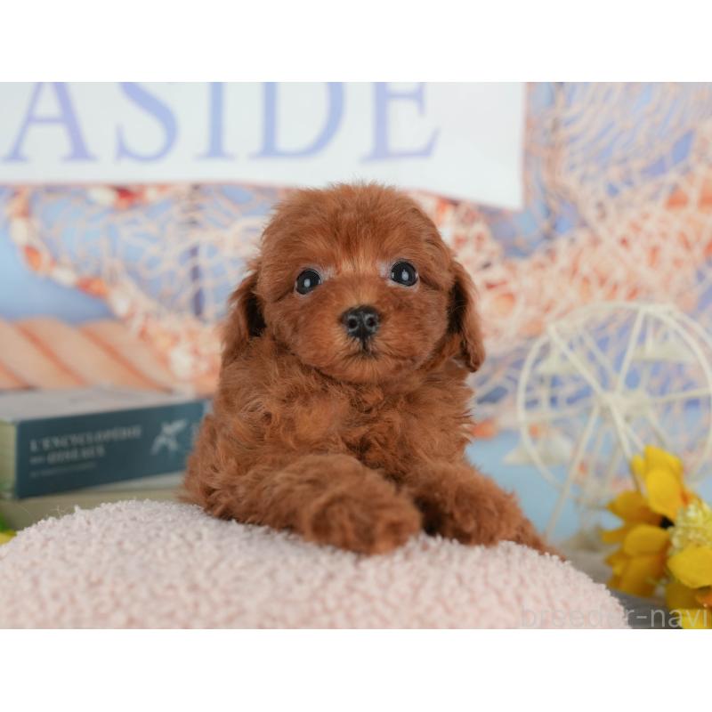 販売中の茨城県のトイプードル-438973の8枚目