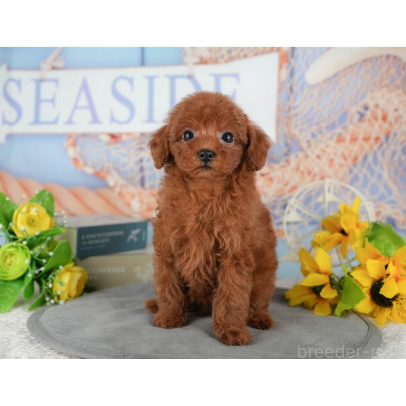 販売中の茨城県のトイプードル-438973の7枚目