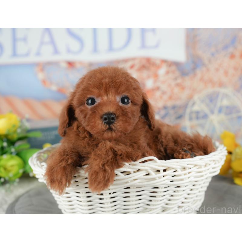 販売中の茨城県のトイプードル-438973の5枚目