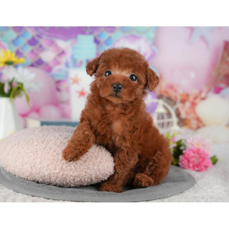 販売中の茨城県のタイニープードル-438968の11枚目