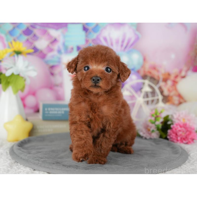 販売中の茨城県のタイニープードル-438968の10枚目