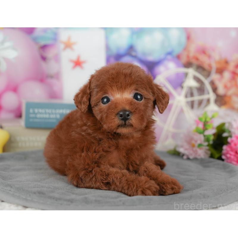 販売中の茨城県のタイニープードル-438968の7枚目