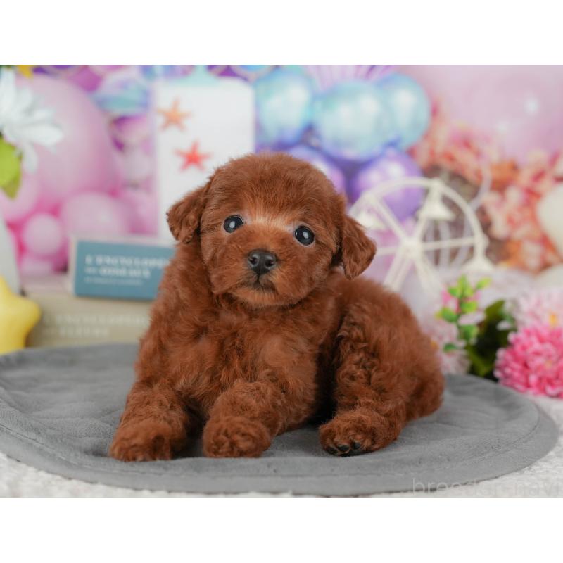 販売中の茨城県のタイニープードル-438968の6枚目