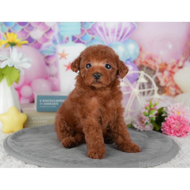 販売中の茨城県のタイニープードル-438968の4枚目