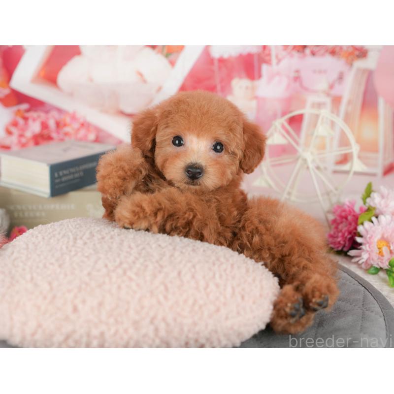 販売中の茨城県のトイプードル-438964の12枚目