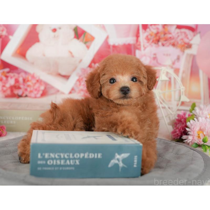 販売中の茨城県のトイプードル-438964の10枚目