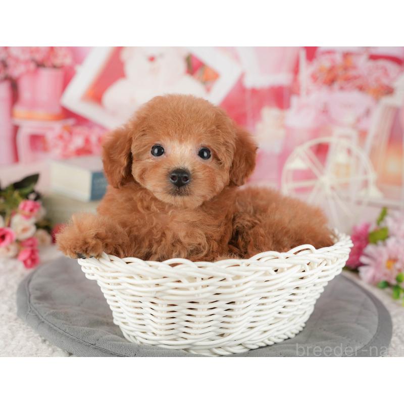 販売中の茨城県のトイプードル-438964の8枚目