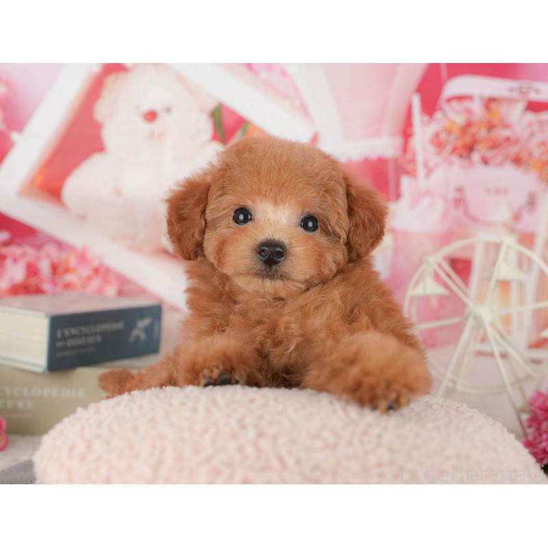 販売中の茨城県のトイプードル-438964の7枚目