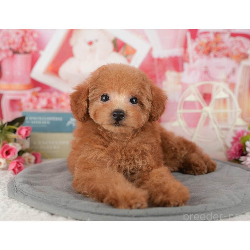 販売中の茨城県のトイプードル-438964の6枚目