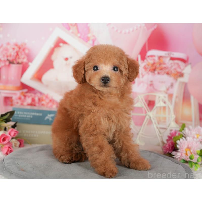 販売中の茨城県のトイプードル-438964の5枚目