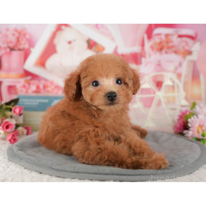 販売中の茨城県のトイプードル-438964の4枚目