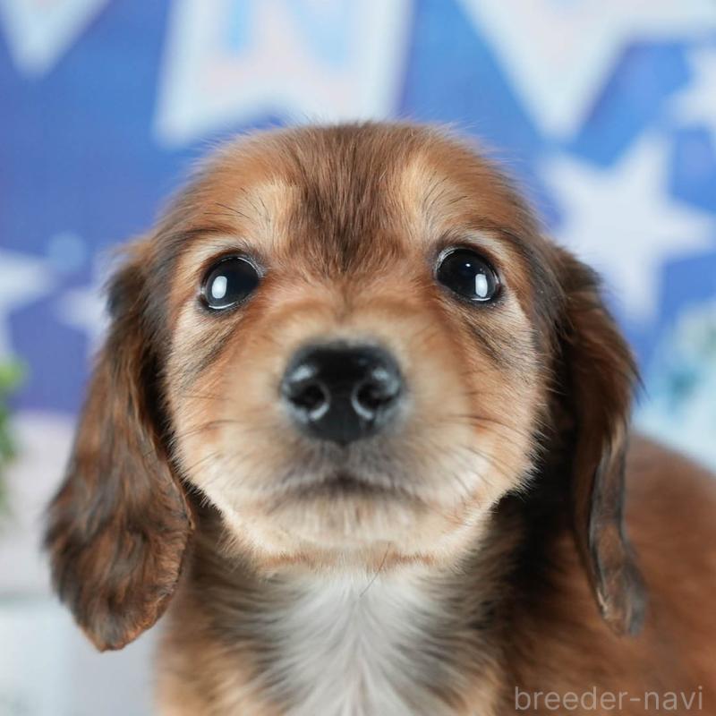 販売中の茨城県のカニンヘンダックスフンド(ロングヘアード)-438959