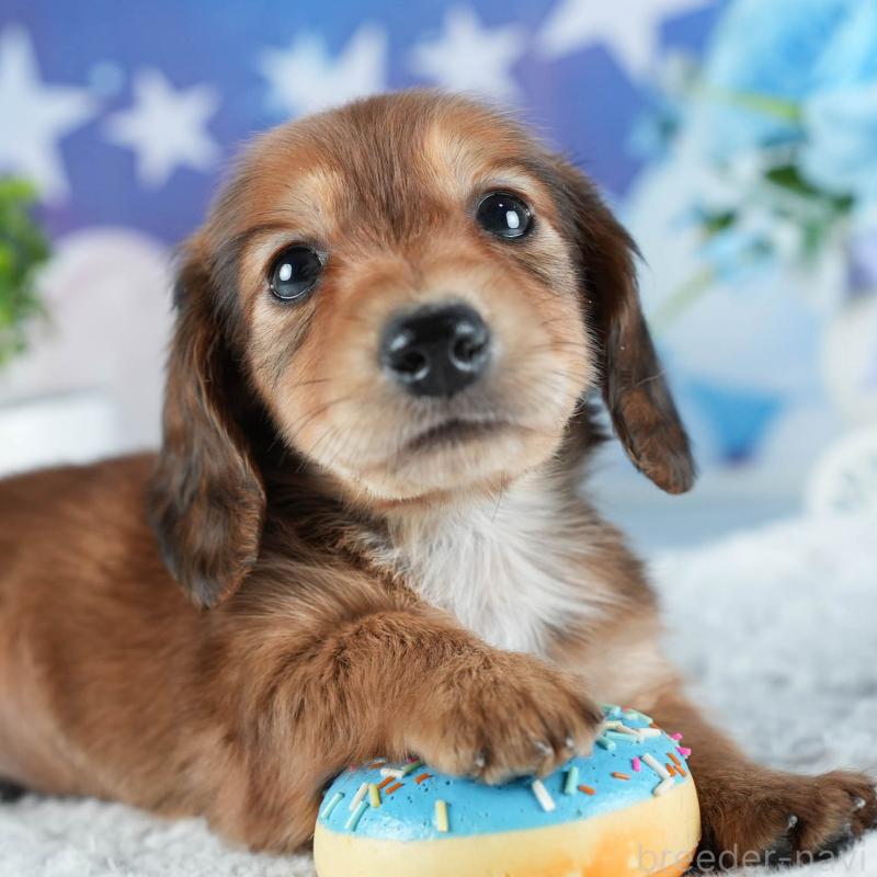販売中の茨城県のカニンヘンダックスフンド(ロングヘアード)-438959の9枚目