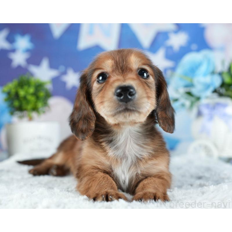 販売中の茨城県のカニンヘンダックスフンド(ロングヘアード)-438959の8枚目