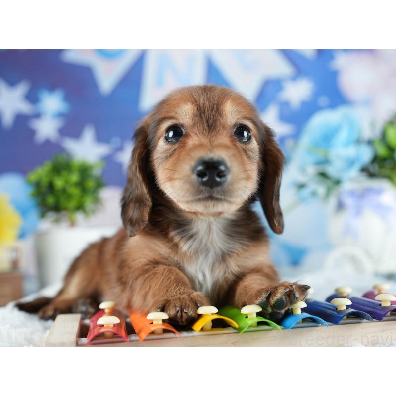 販売中の茨城県のカニンヘンダックスフンド(ロングヘアード)-438959の7枚目