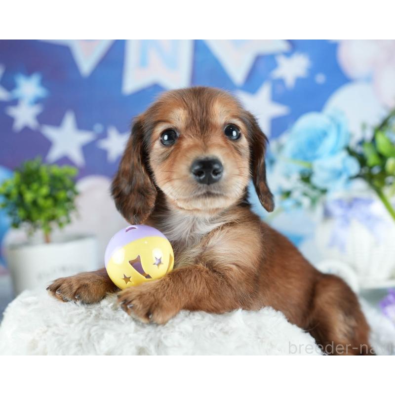 販売中の茨城県のカニンヘンダックスフンド(ロングヘアード)-438959の6枚目