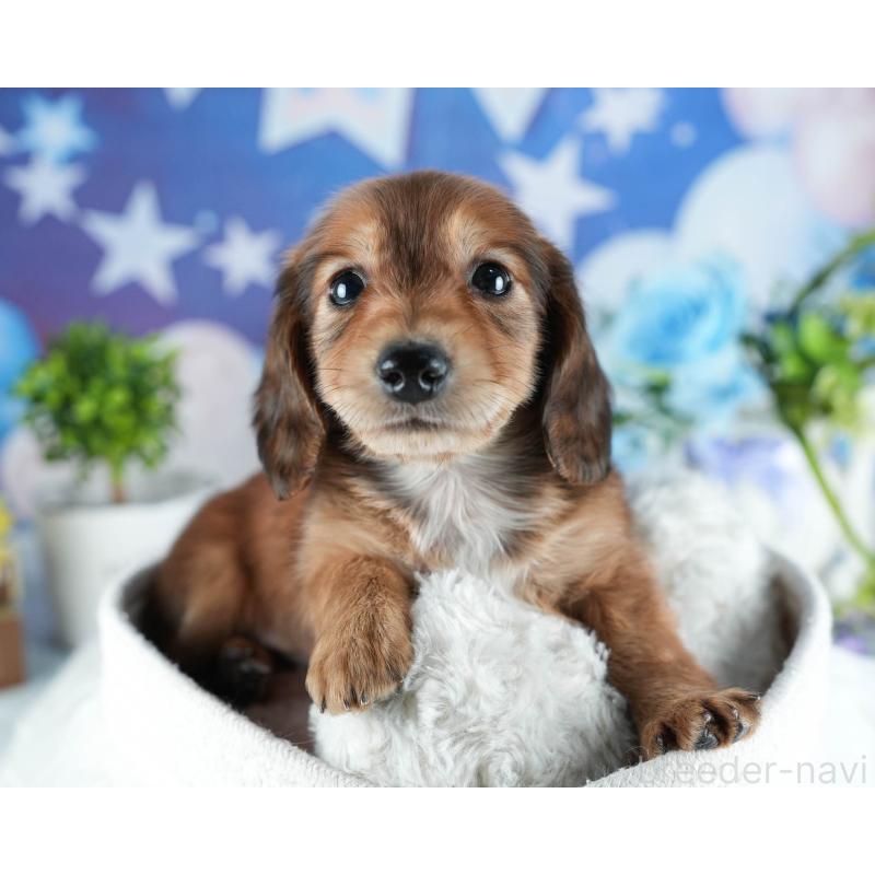 販売中の茨城県のカニンヘンダックスフンド(ロングヘアード)-438959の5枚目