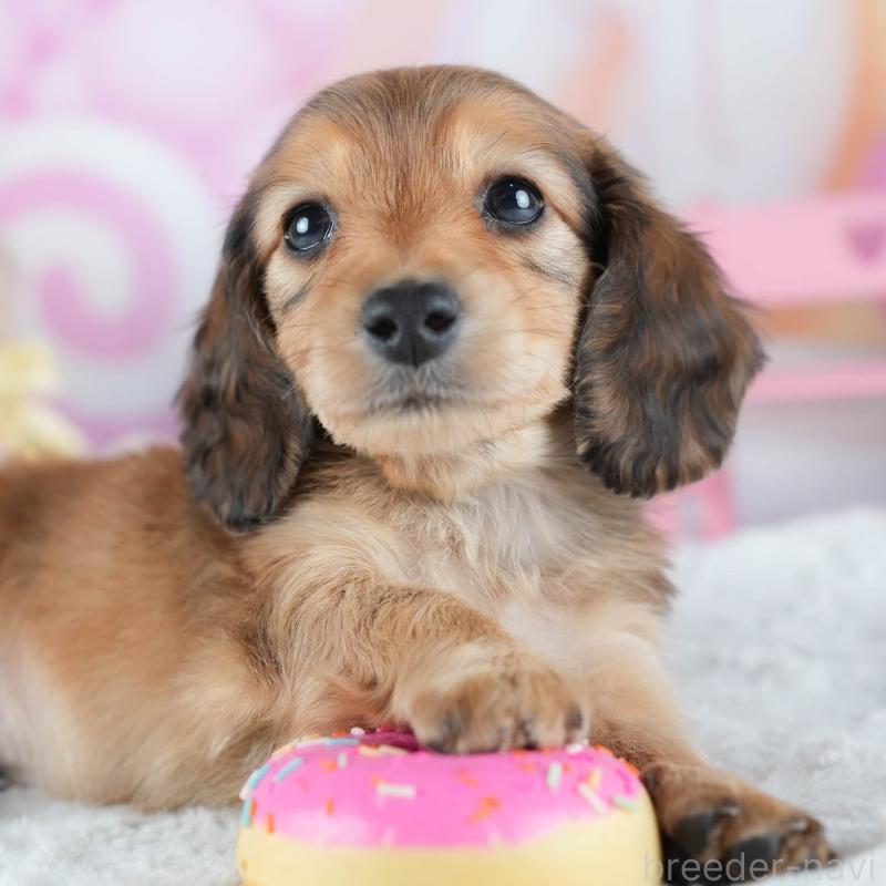 販売中の茨城県のカニンヘンダックスフンド(ロングヘアード)-438955