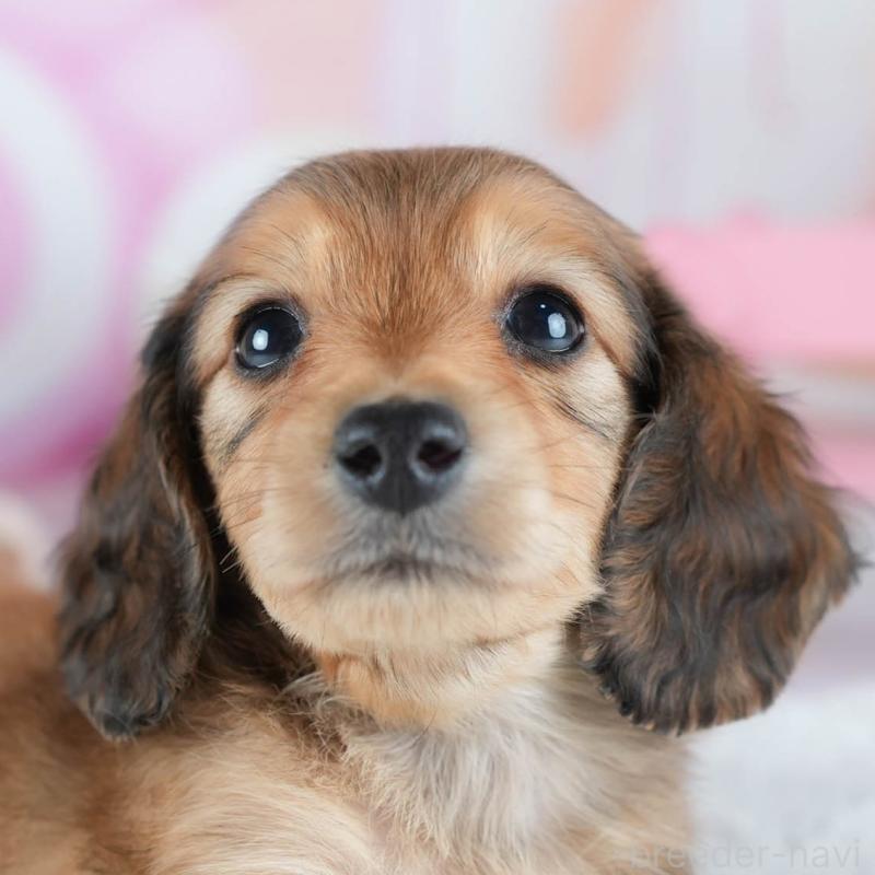 販売中の茨城県のカニンヘンダックスフンド(ロングヘアード)-438955の9枚目