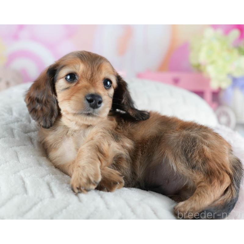 販売中の茨城県のカニンヘンダックスフンド(ロングヘアード)-438955の8枚目