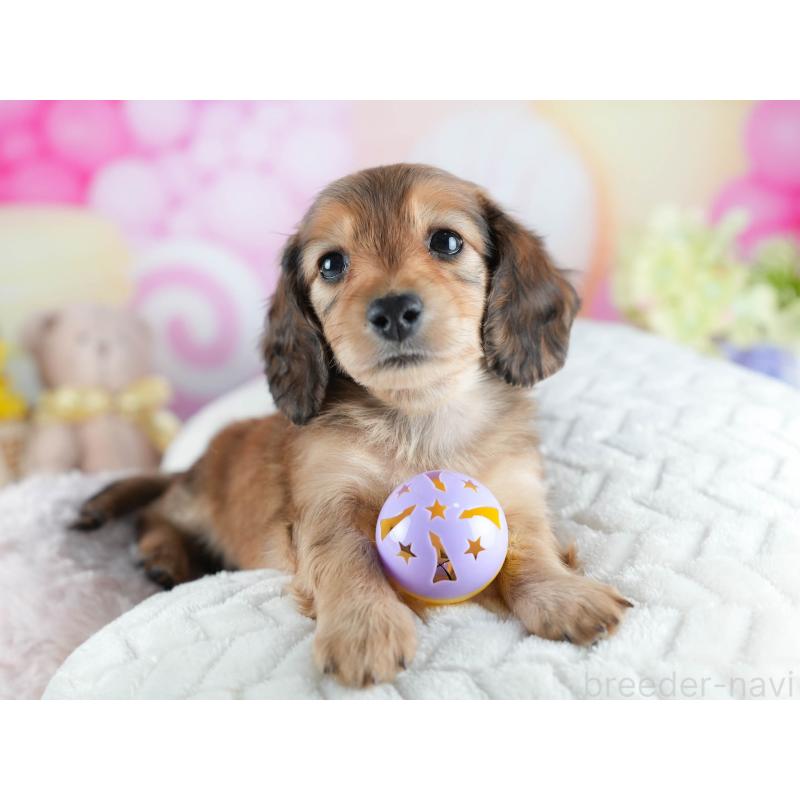 販売中の茨城県のカニンヘンダックスフンド(ロングヘアード)-438955の7枚目