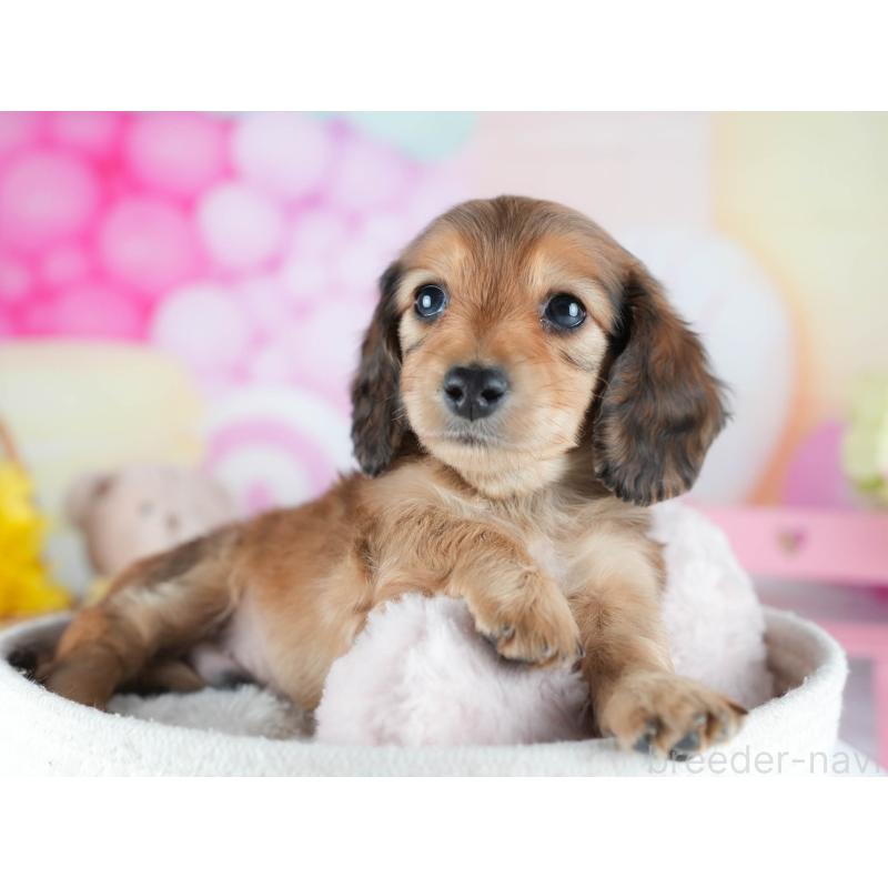 販売中の茨城県のカニンヘンダックスフンド(ロングヘアード)-438955の6枚目