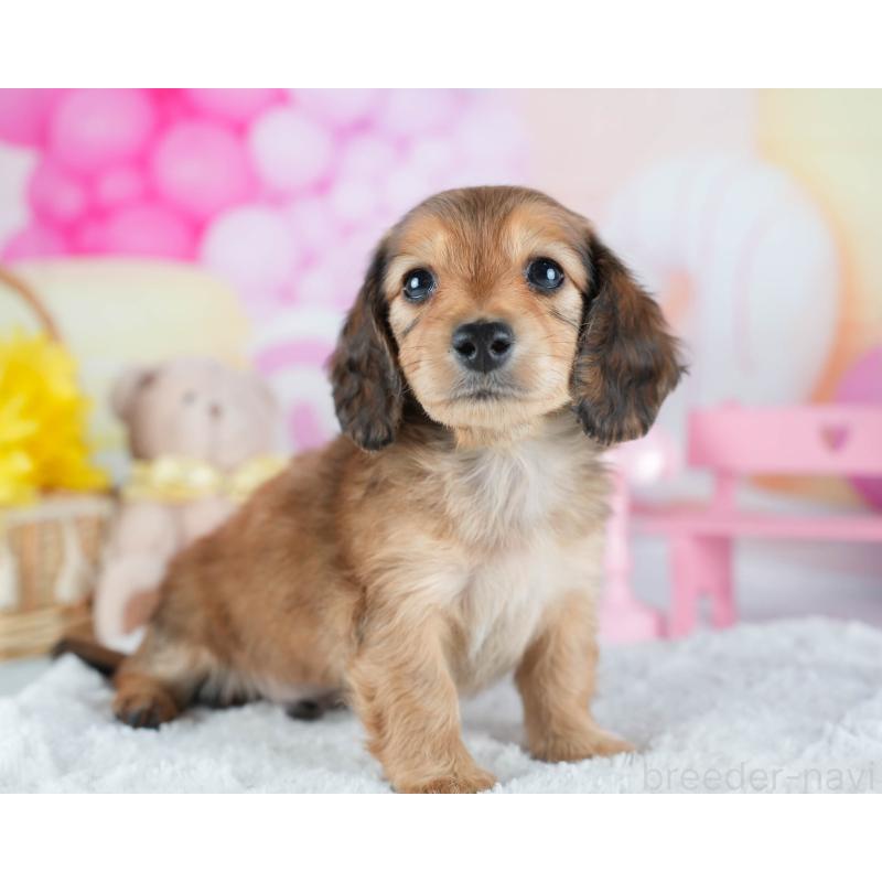 販売中の茨城県のカニンヘンダックスフンド(ロングヘアード)-438955の5枚目