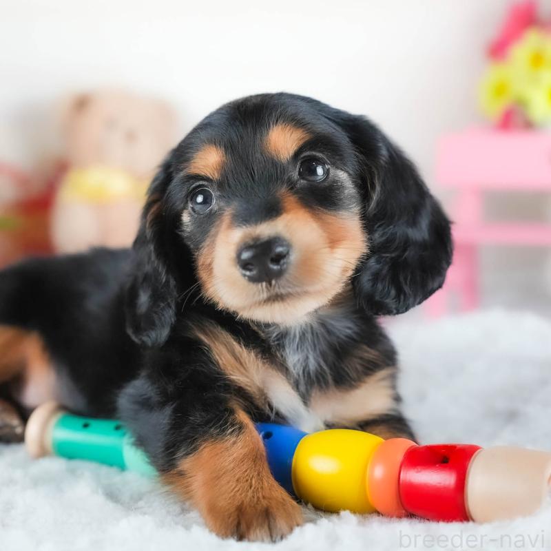 販売中の茨城県のカニンヘンダックスフンド(ロングヘアード)-438950の9枚目