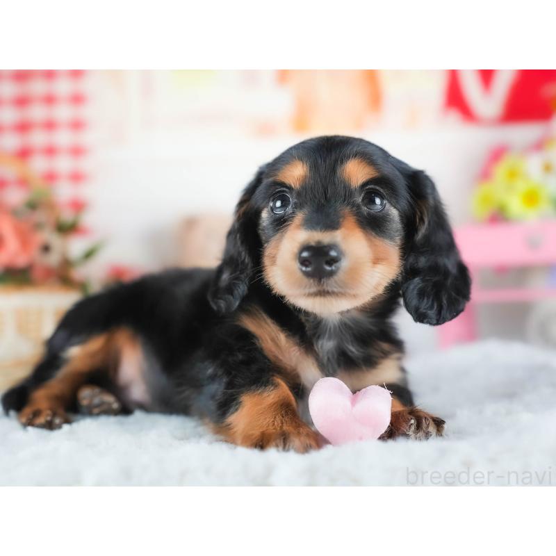 販売中の茨城県のカニンヘンダックスフンド(ロングヘアード)-438950の8枚目