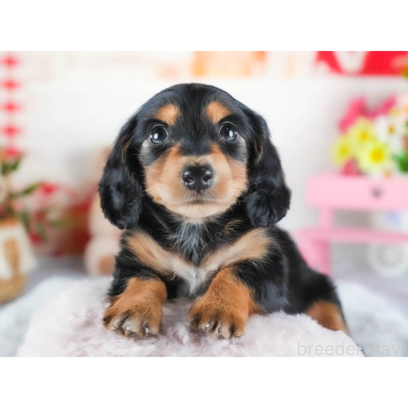 販売中の茨城県のカニンヘンダックスフンド(ロングヘアード)-438950の7枚目