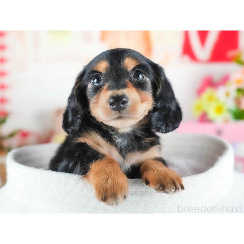 販売中の茨城県のカニンヘンダックスフンド(ロングヘアード)-438950の6枚目