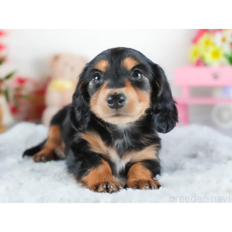 販売中の茨城県のカニンヘンダックスフンド(ロングヘアード)-438950の5枚目