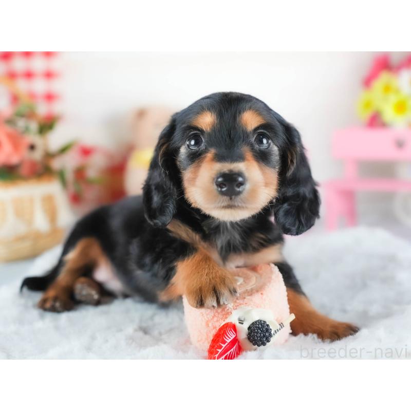 販売中の茨城県のカニンヘンダックスフンド(ロングヘアード)-438950の4枚目