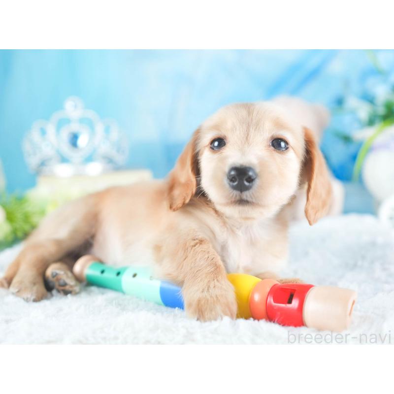 販売中の茨城県のカニンヘンダックスフンド(ロングヘアード)-438948の6枚目