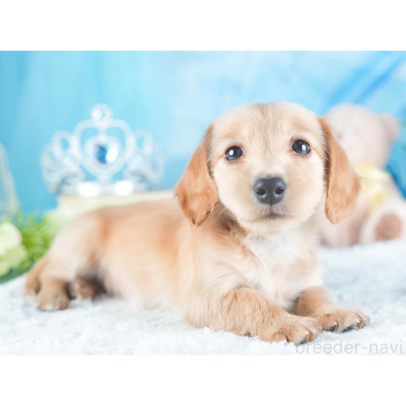 販売中の茨城県のカニンヘンダックスフンド(ロングヘアード)-438948の5枚目