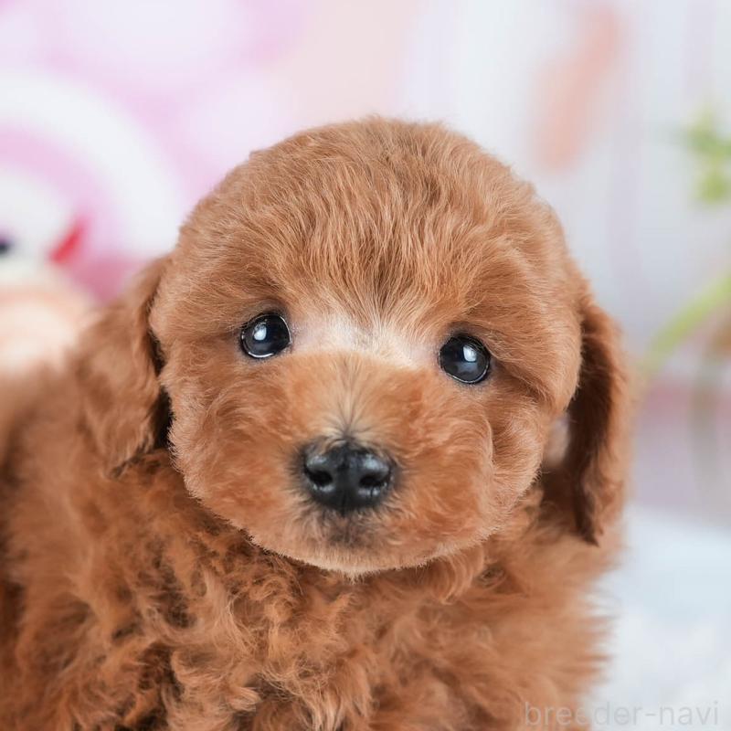 販売中の茨城県のトイプードル-438943の9枚目